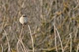 20111031_Langstaartklauwier_Den helder_04